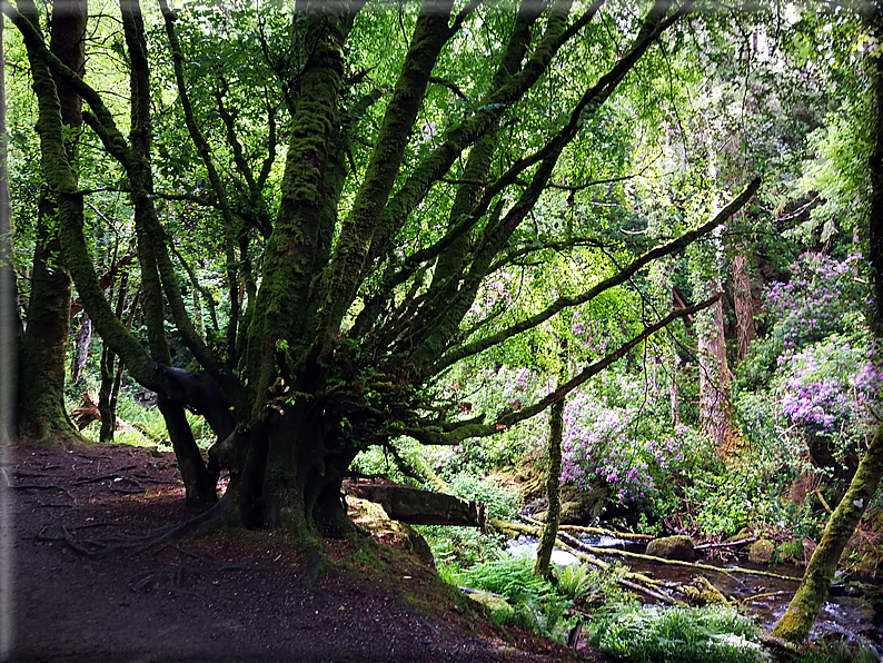 foto Parco di Killarney